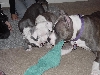 Bishop's littermate