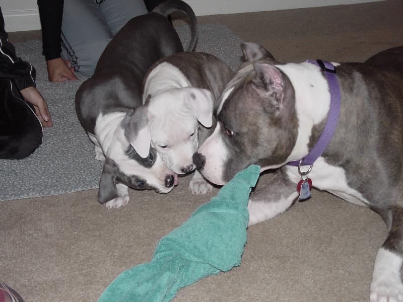 Bishop's littermate