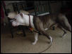 Bishop - AmStaff