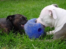 Playing Ball