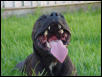 Staffie