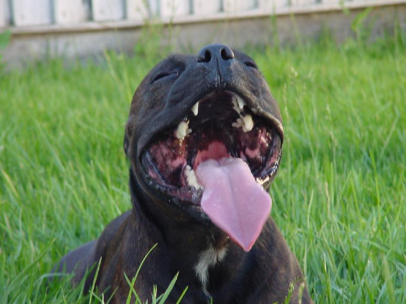 Staffie