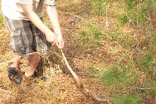 yellow rat snake
