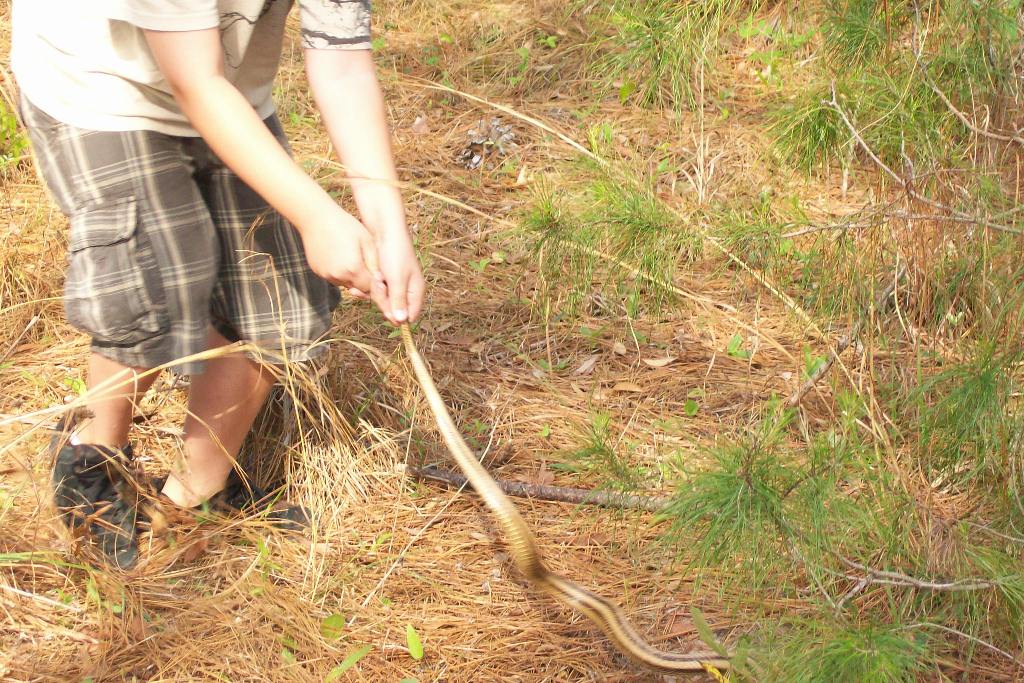 yellow rat snake
