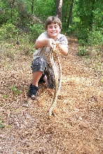 yellow rat snake