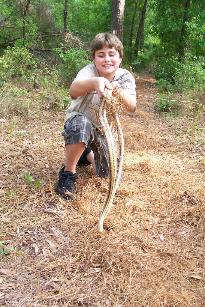 yellow rat snake