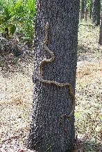 yellow ratsnake