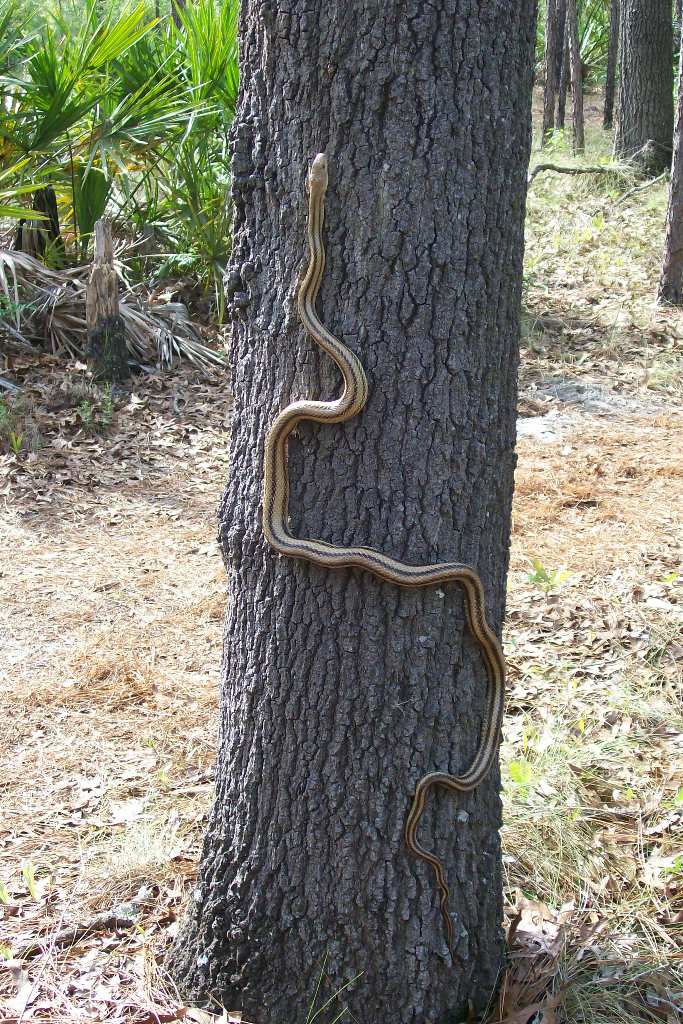 yellow ratsnake