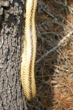 snake