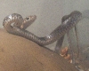 juvenile black racer