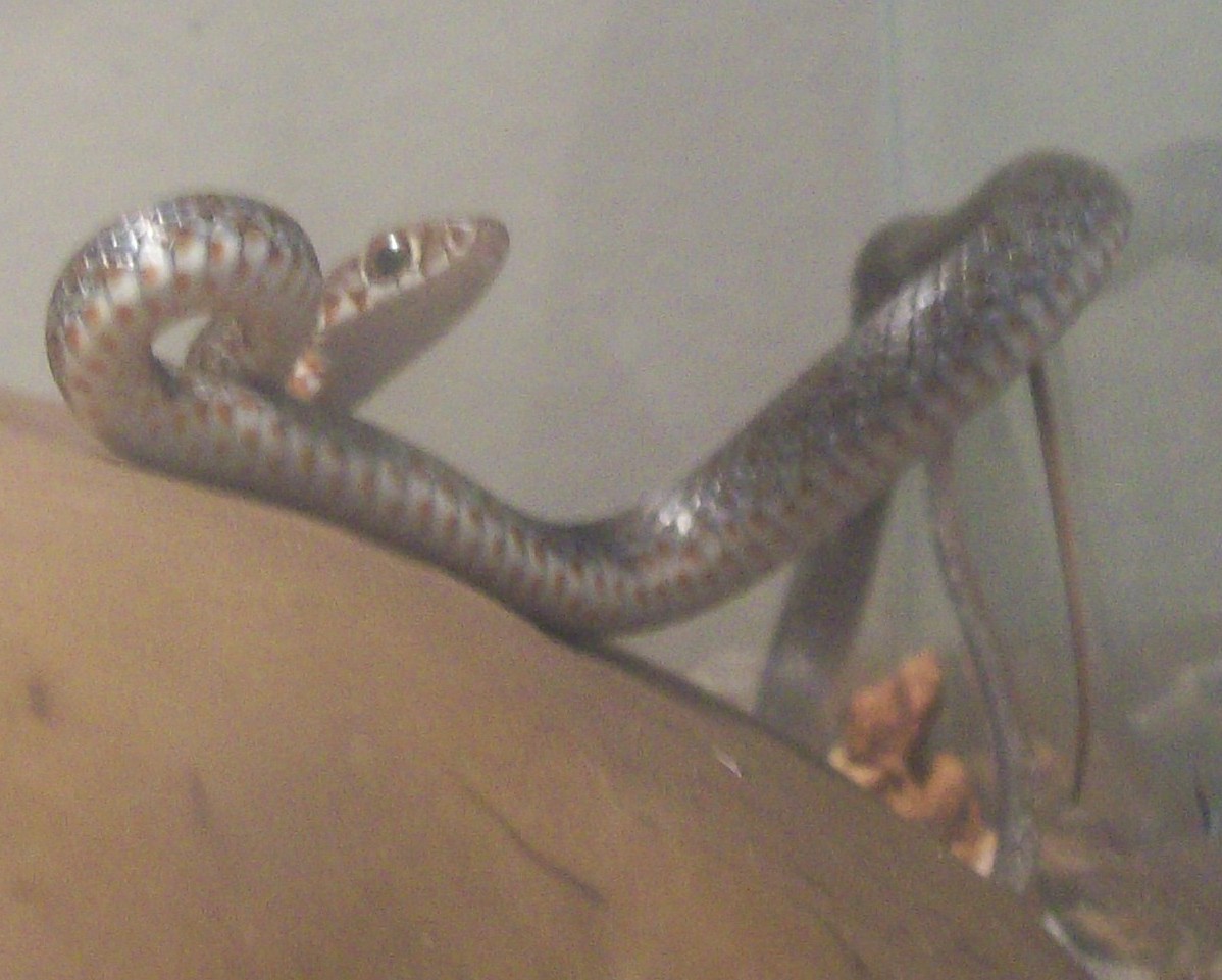 juvenile black racer