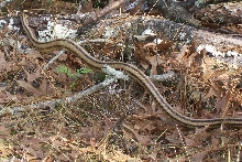 yellow rat snake