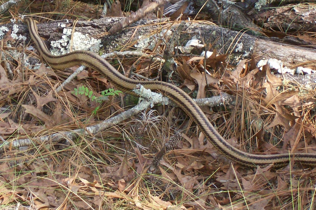 yellow rat snake