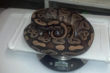 mojave male