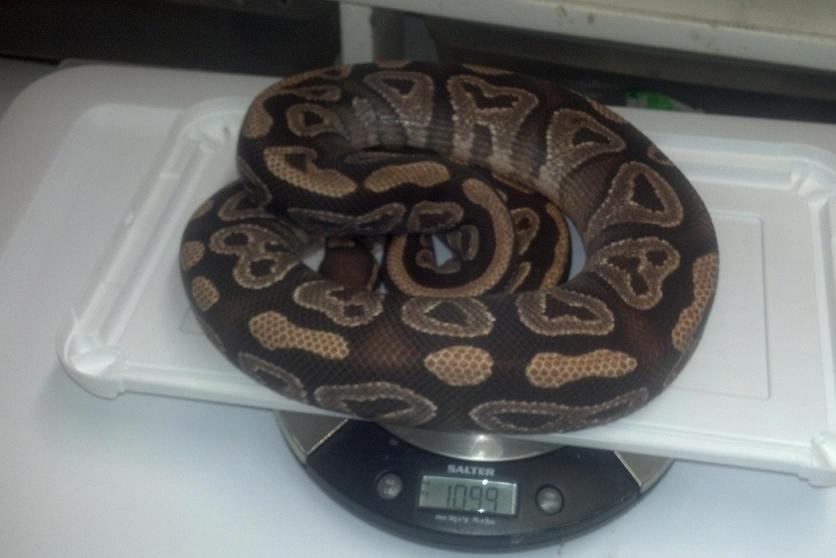 mojave male
