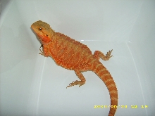 Hypo Trans Red F1