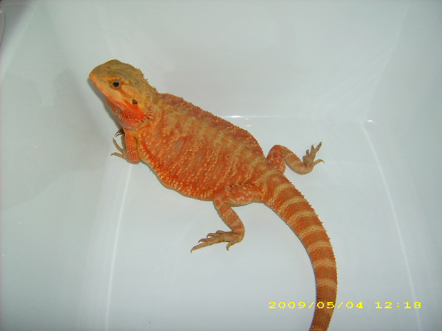 Hypo Trans Red F1