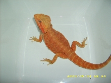 Hypo Trans Red M1