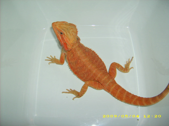Hypo Trans Red M1