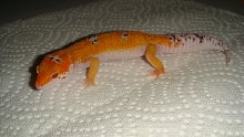 BellM3