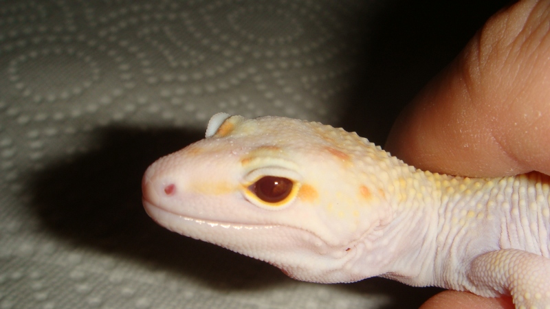 NovaM1Leye