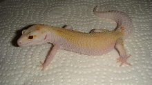 NovaM1