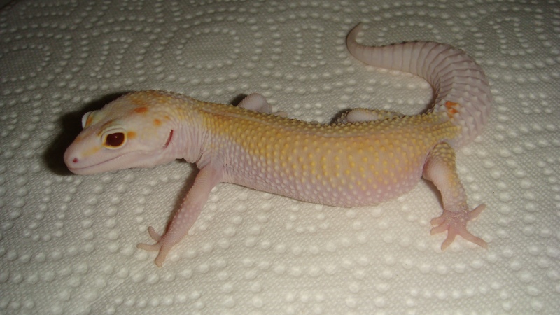 NovaM1