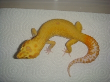 Raptor Male Partial Ruby Eye