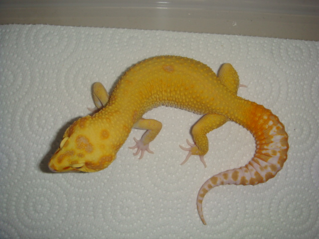 Raptor Male Partial Ruby Eye