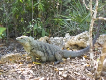 Grand Cayman iguana