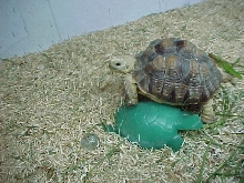 meet hamlet