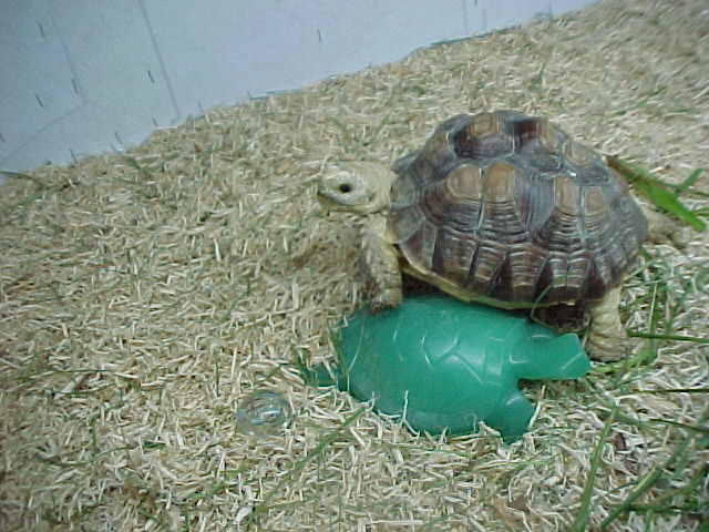 meet hamlet