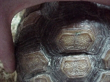 shell crevice