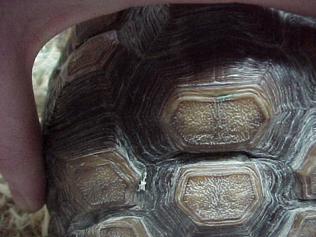 shell crevice