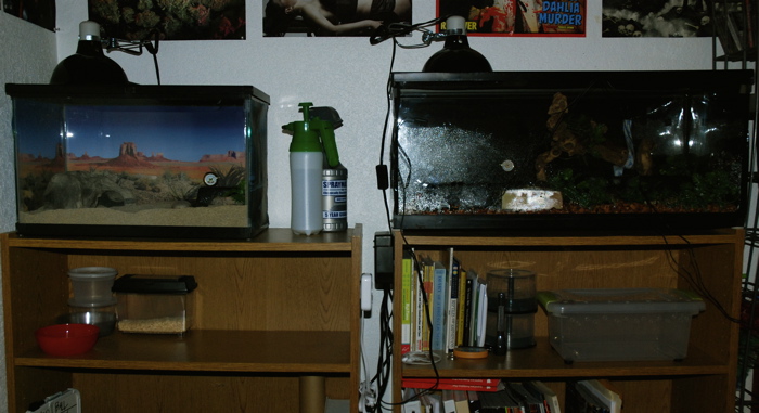 current 2 tanks for my ball python and sand boa