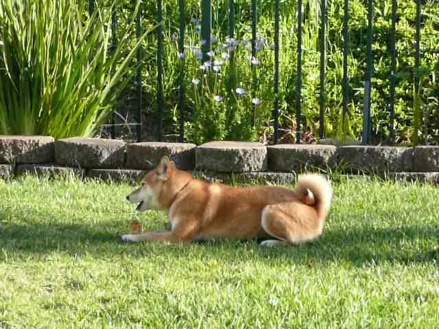 Beni with treat
