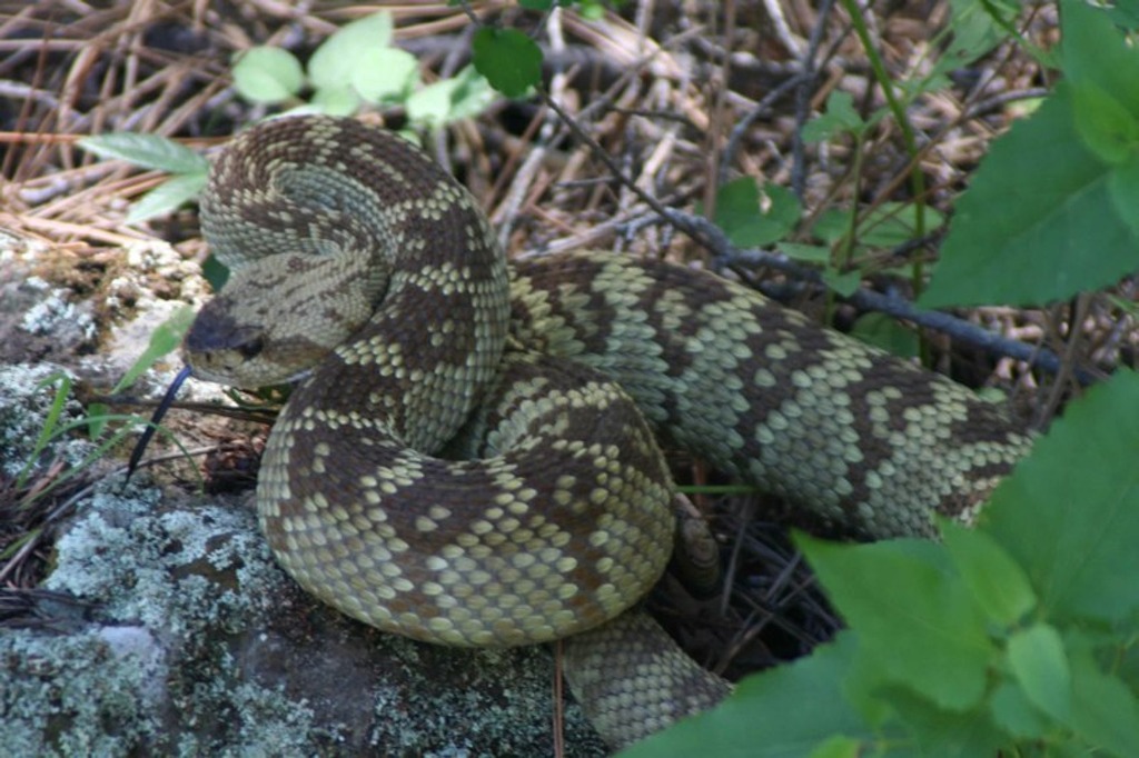 Black-tail Rattlesnake