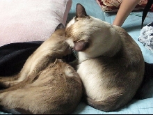 Tonkinese