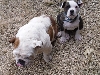 Rowdy & Bonnie