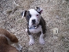 Rowdy  12 wks