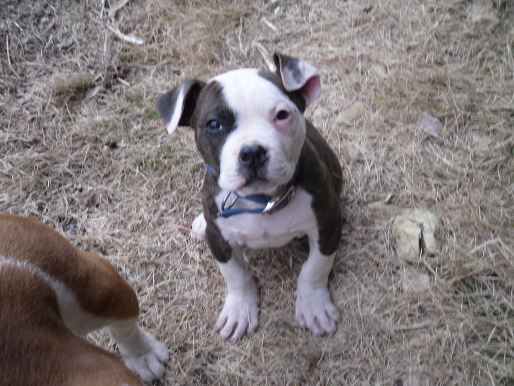Rowdy  12 wks