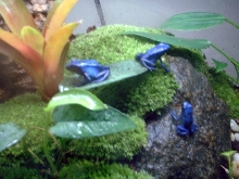 3 Azureus looking for fruit flies