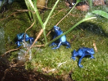 My 3 Female Azureus