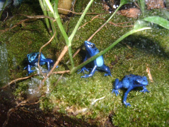 My 3 Female Azureus