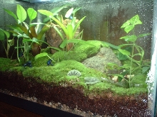 10 gal. Azureus Tank