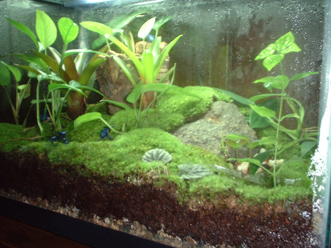 10 gal. Azureus Tank