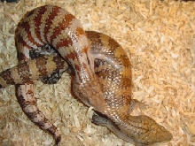Breeding blue tongue