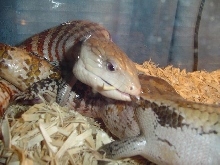 Breeding blue tongues