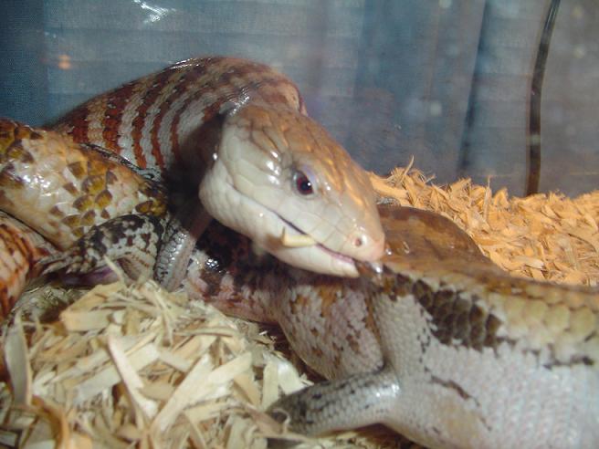 Breeding blue tongues
