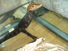 palpebrosus